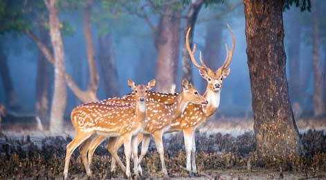 deer in sundarbans