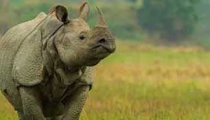 sunderban kaziranga tour