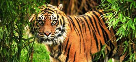 kolkata sundarban tour