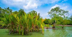 sunderbans kolkata tour