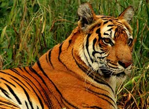 sunderbans blog