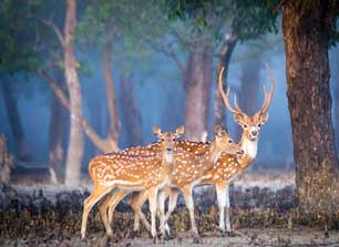 sunderbans blog