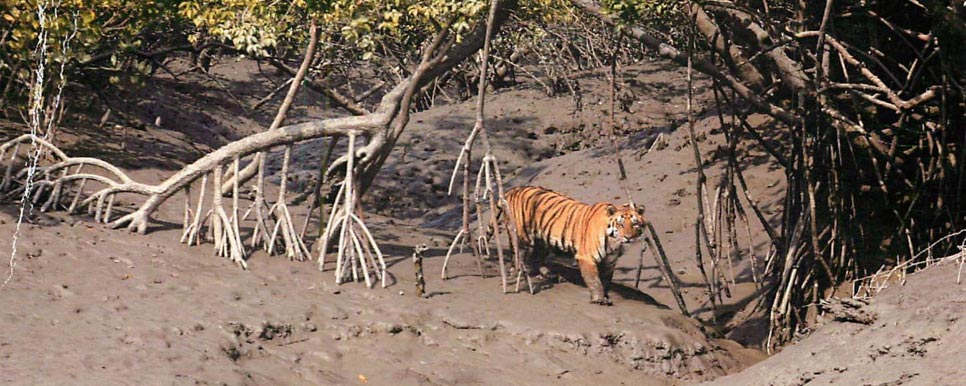 sunderbans safari guide