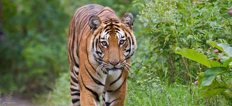 sundarban tiger tour