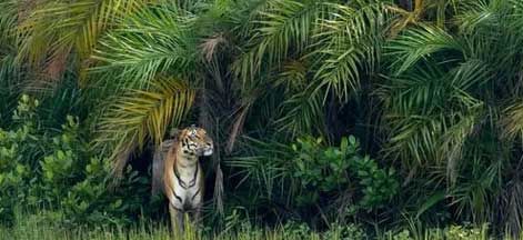 sundarban weekend tour