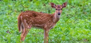 sunderbans tour