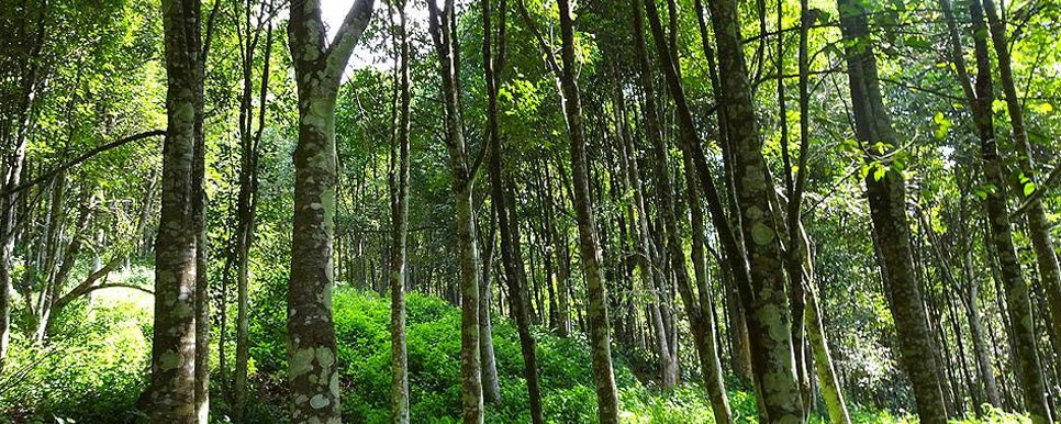 sundarbans trees