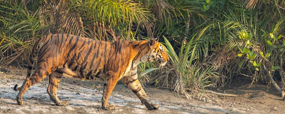 tiger