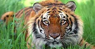 sunderbans tiger tour