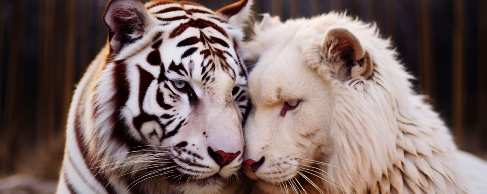 white tigers